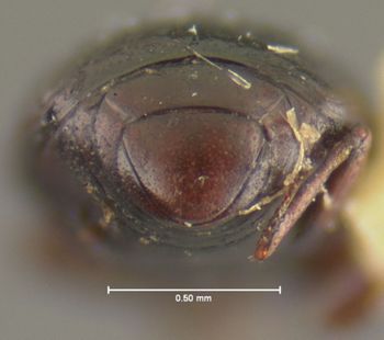 Media type: image;   Entomology 25571 Aspect: pygidium